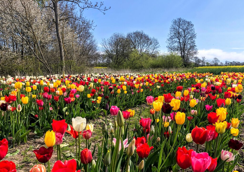 Blomsterflokke kommer vrimlende