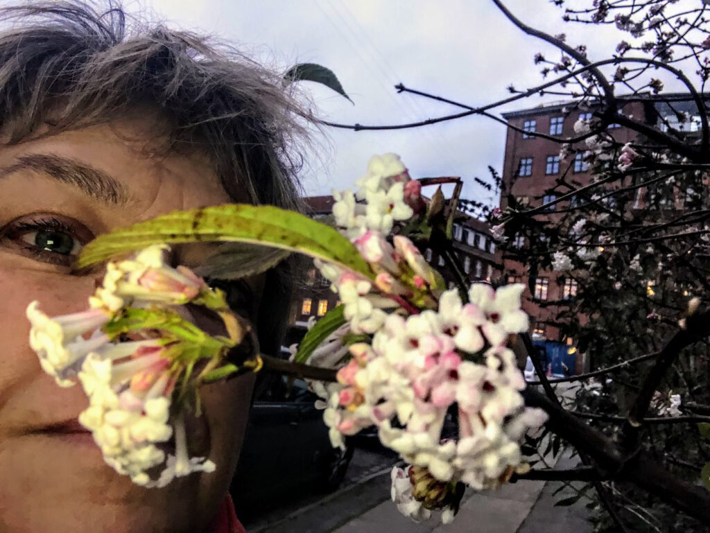 En duftende vinterblomst
